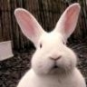 March Hare